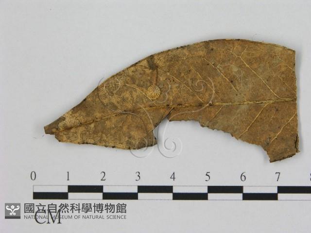 小皮傘屬藏品圖，第1張