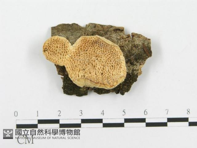 登錄號:F0020456藏品圖，第1張