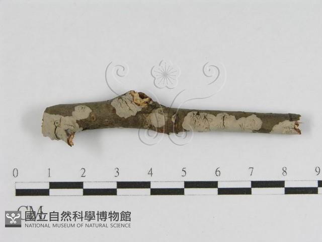 登錄號:F0010456藏品圖，第1張