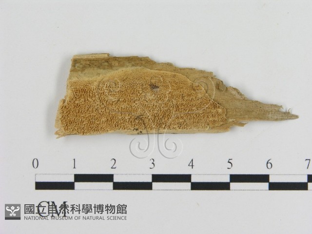 登錄號:F0006456藏品圖，第1張
