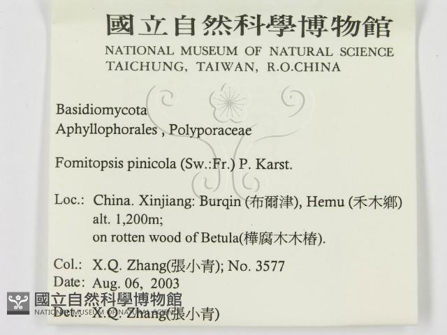 松生擬層孔菌藏品圖，第3張