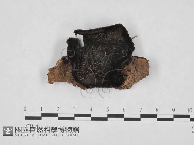 登錄號:F0001456藏品圖，第1張