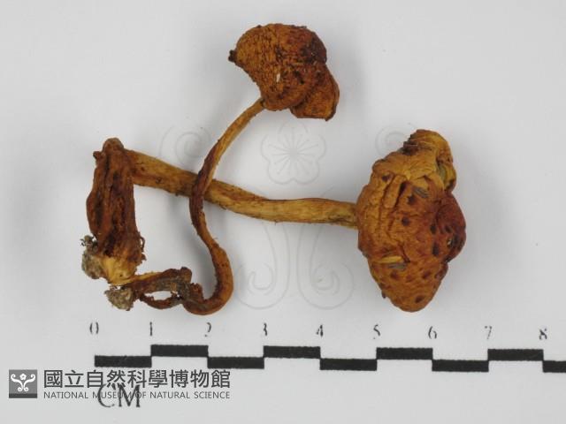 登錄號:F0031456藏品圖，第1張