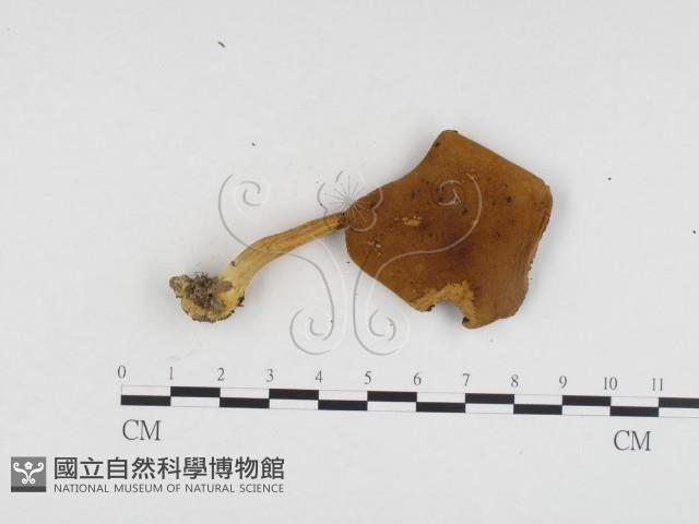 登錄號:F0024456藏品圖，第1張