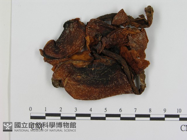 登錄號:F0004456藏品圖，第1張