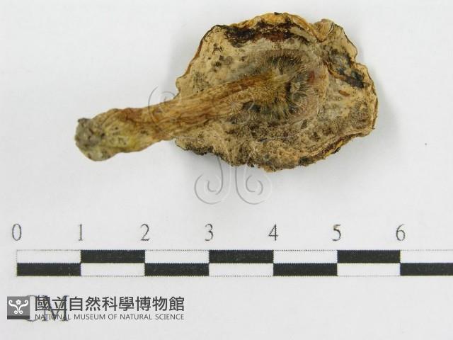 登錄號:F0014456藏品圖，第1張