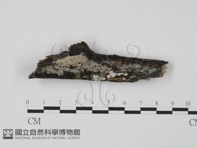 登錄號:F0002456藏品圖，第1張