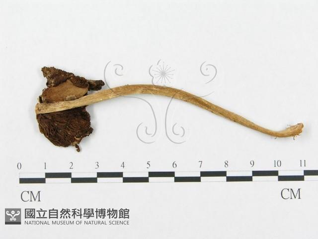 登錄號:F0012456藏品圖，第1張