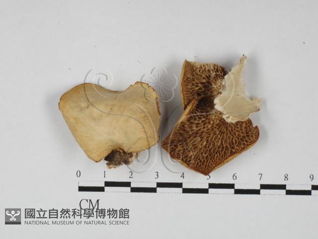 登錄號:F0027456藏品圖，第1張