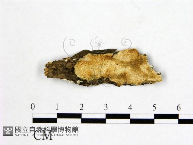 登錄號:F0017456藏品圖，第1張