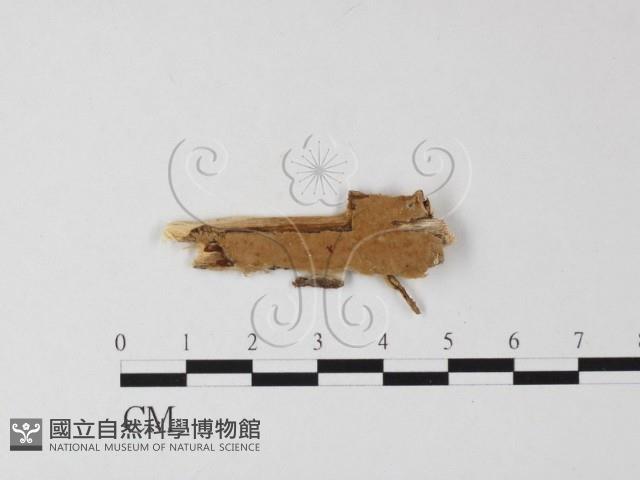 登錄號:F0025456藏品圖，第1張