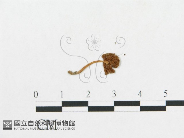 登錄號:F0005456藏品圖，第1張