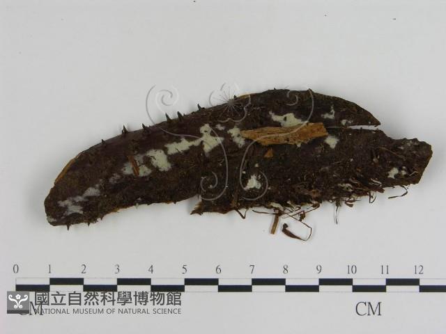 登錄號:F0015456藏品圖，第1張