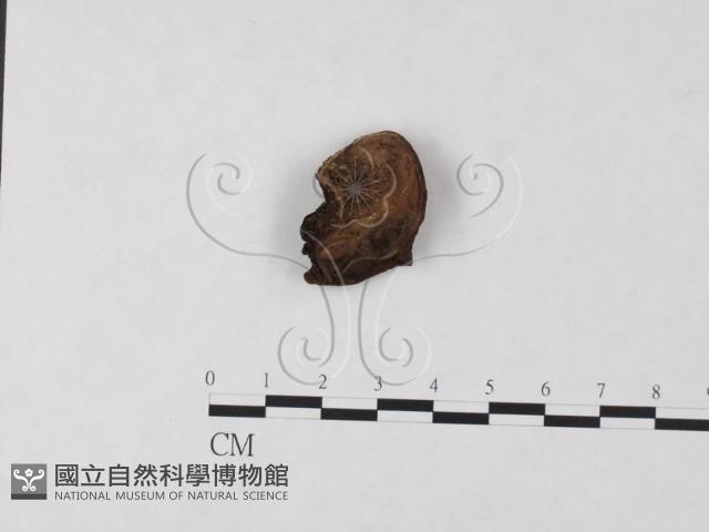 登錄號:F0009456藏品圖，第1張