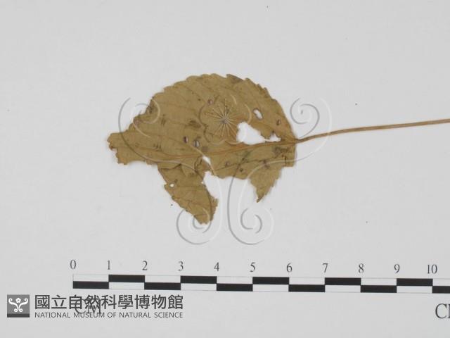 登錄號:F0019456藏品圖，第1張