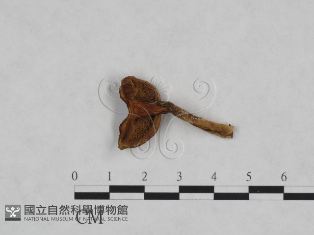 登錄號:F0023456藏品圖，第1張