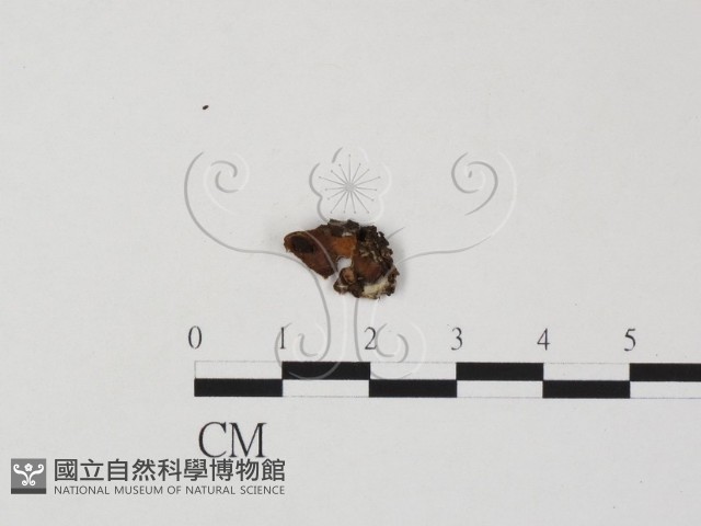 登錄號:F0003456藏品圖，第1張