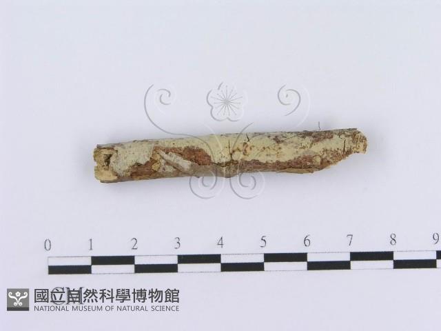 登錄號:F0013456藏品圖，第1張