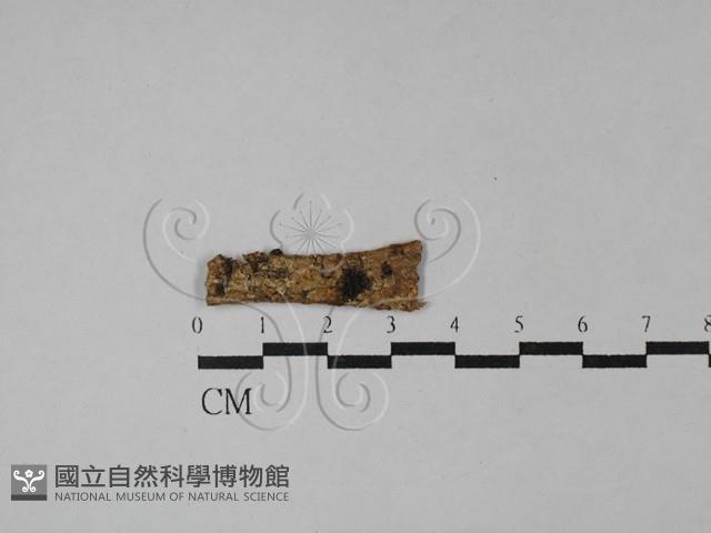 射脈菌屬藏品圖，第1張