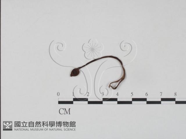登錄號:F0020756藏品圖，第1張