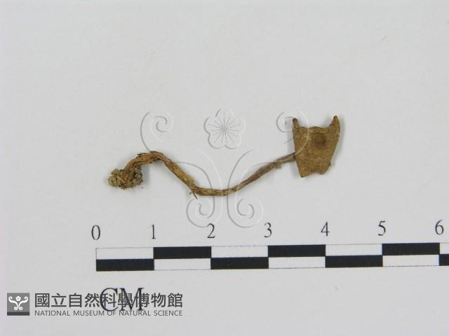 登錄號:F0010756藏品圖，第1張