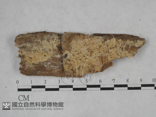 登錄號:F0026756藏品圖，第1張