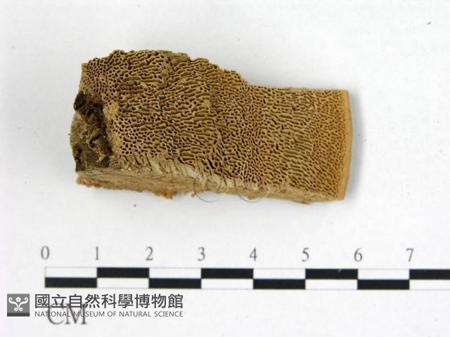 登錄號:F0006756藏品圖，第1張