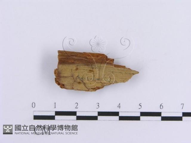 登錄號:F0016756藏品圖，第1張