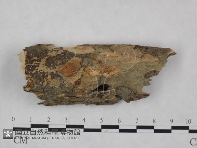 登錄號:F0021756藏品圖，第1張