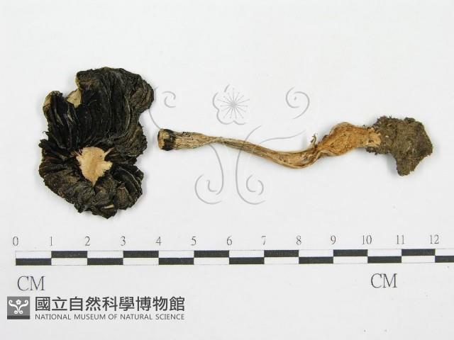 鬼傘屬藏品圖，第1張