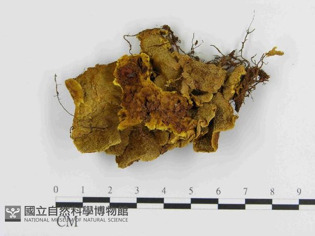 纖孔菌屬藏品圖，第1張