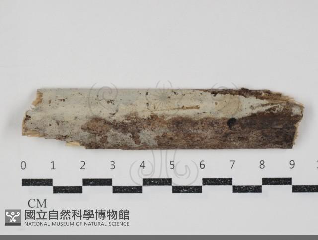 登錄號:F0034756藏品圖，第1張