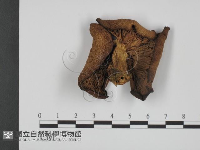 登錄號:F0012756藏品圖，第1張