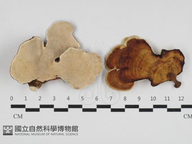 相鄰小孔菌藏品圖，第1張