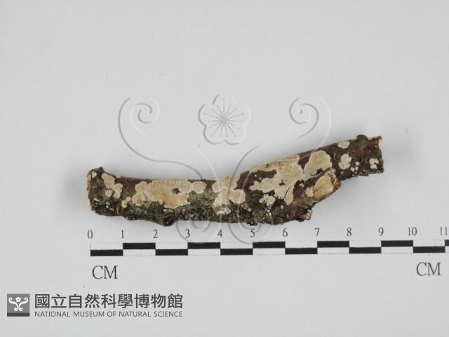 齒耳菌屬藏品圖，第1張