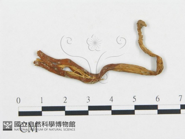 登錄號:F0007756藏品圖，第1張
