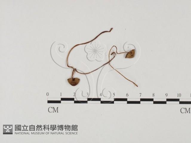 登錄號:F0025756藏品圖，第1張