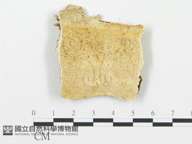 登錄號:F0005756藏品圖，第1張