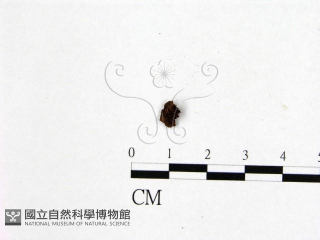 登錄號:F0009756藏品圖，第1張