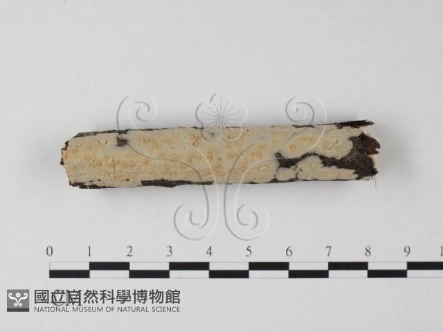 筍殼菌屬藏品圖，第1張