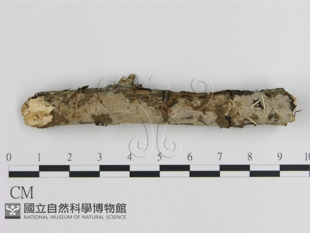 刺皮菌屬藏品圖，第1張