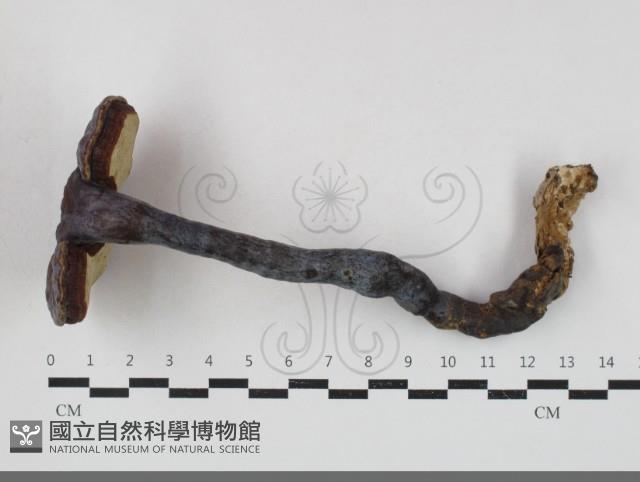 登錄號:F0033756藏品圖，第1張