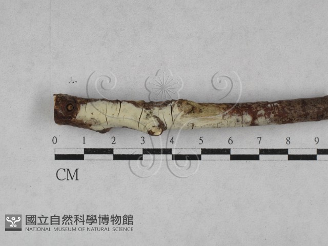 登錄號:F0028556藏品圖，第1張