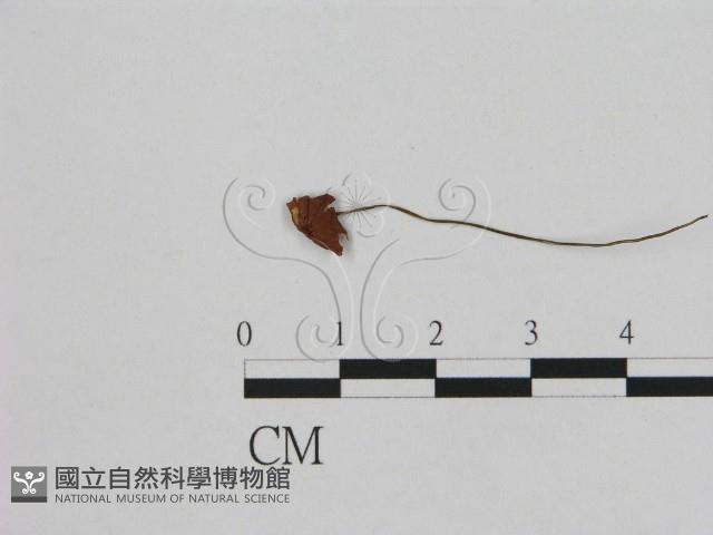 登錄號:F0008556藏品圖，第1張