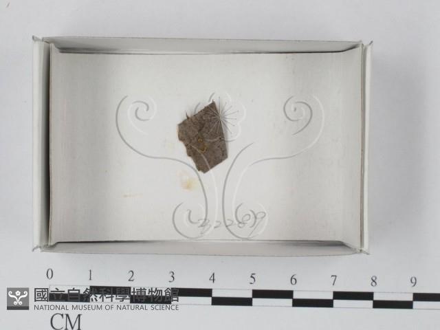 館號:F0018556藏品圖，第1張