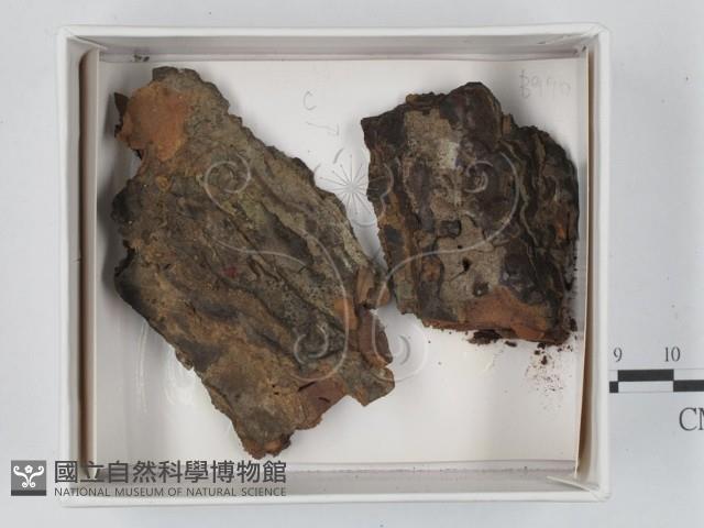 登錄號:F0020556藏品圖，第1張