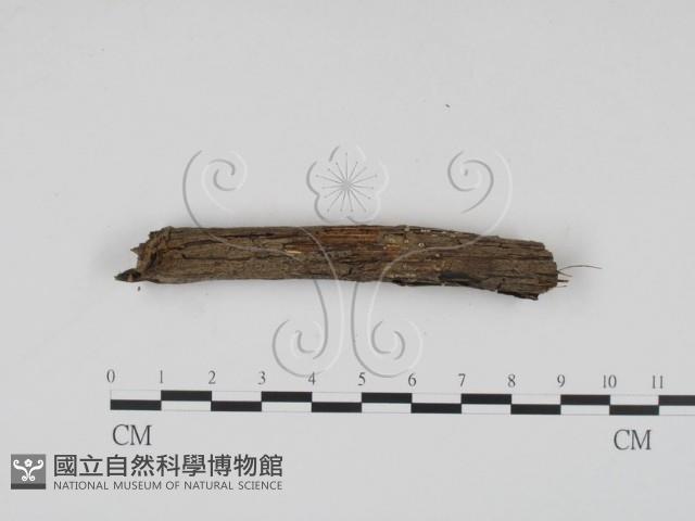登錄號:F0000556藏品圖，第1張
