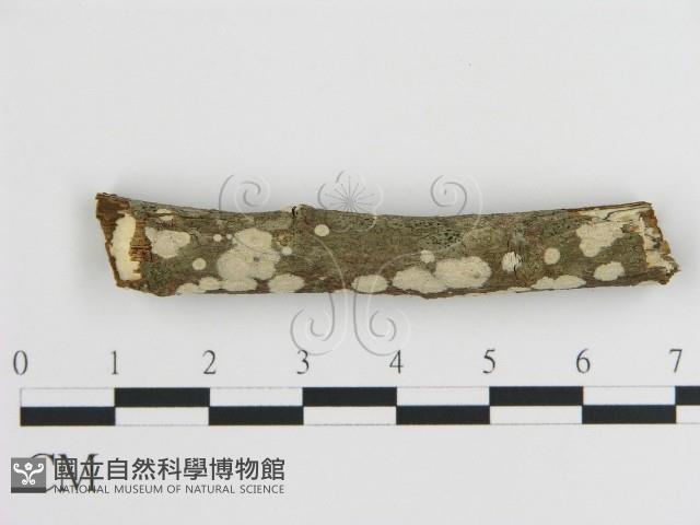 刺皮菌屬藏品圖，第1張