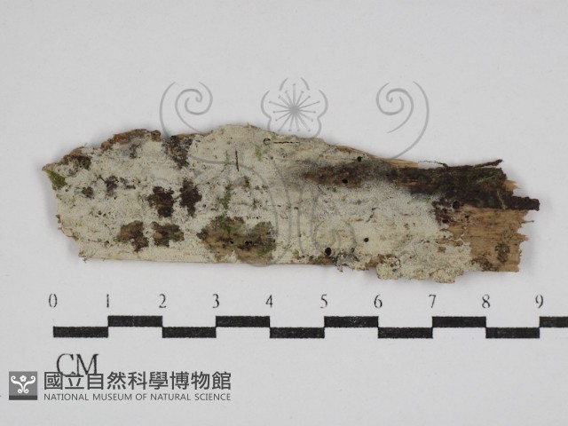 絲齒菌屬藏品圖，第1張