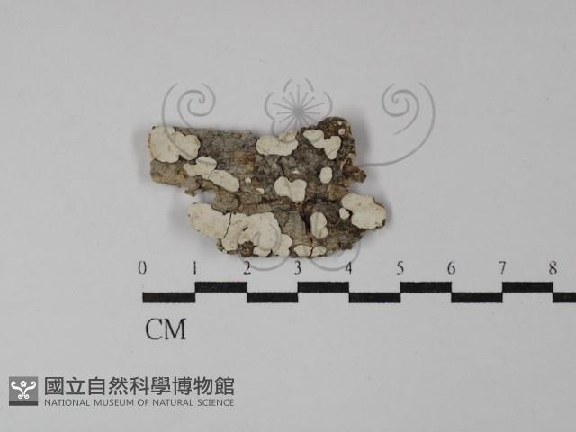 登錄號:F0026556藏品圖，第1張